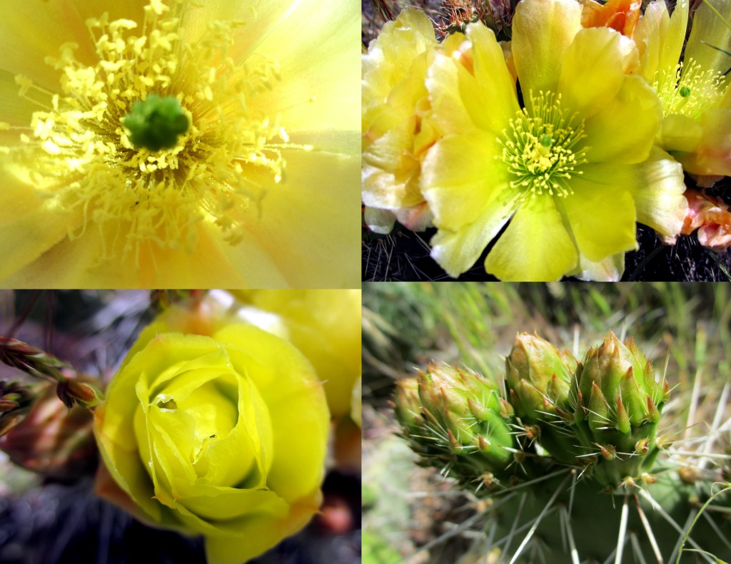 One cactus in 4 different phases of life simultaneously. The lacy interior of the flower guarded by a green sentinel surrounded by the spikes of war was quite inspiring. I still wanted to eat them, but I left them alone!