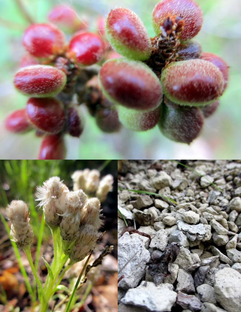 These hairy berries were so inviting. We didn*t touch them, as I was unsure whether our hands would destroy their growth, but looking close showed a coexistence of fragile tendrils against a smooth, protective skin. 