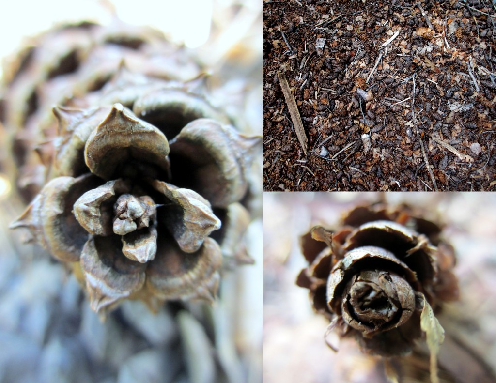 Chaos of the scattered pine cones on the forest floor, and the order of a fibonacci pattern when you lay on the ground to see it up close.