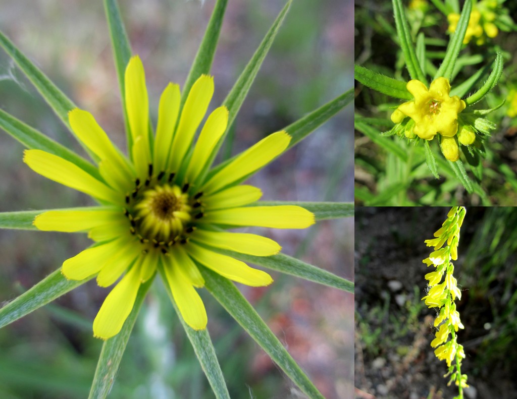 Yellow, spiky, soft, reaching, relaxing flowers. 
