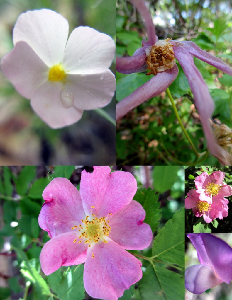 Pink, holding dew drops not yet touched by morning sun. 