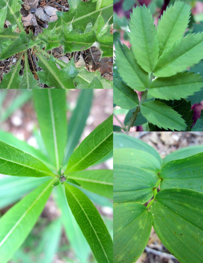 Soft green, but some soft and fragile, some rough and waxy, some tall, layered, reaching, others, slowly building upward, all patterned and perfectly spaced.