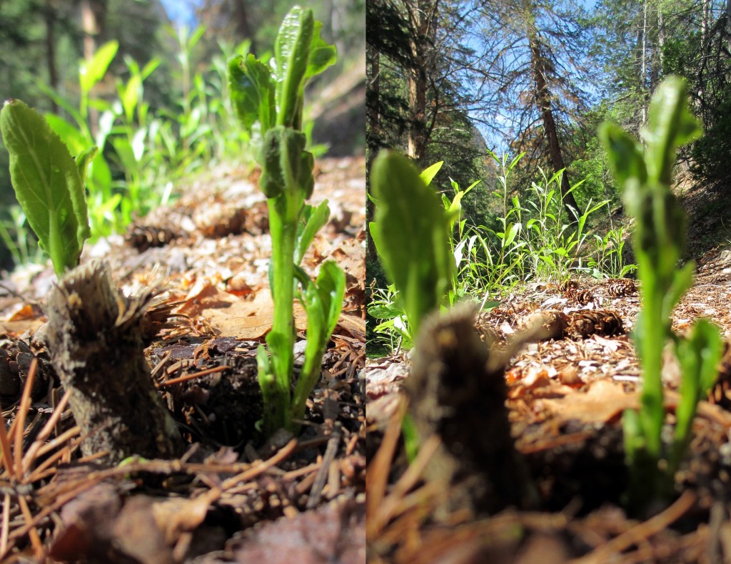 Some things rebel against and actively resist the pathway, springing up despite violence meant to destroy them. We lay next to these little shoots for quite some time and listened to them quietly grow.