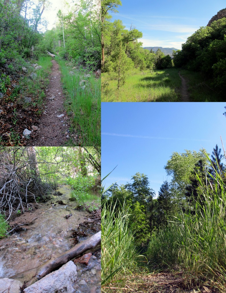There are so many pathways in the wilderness, some made by people, some made by God, all lead somewhere important.