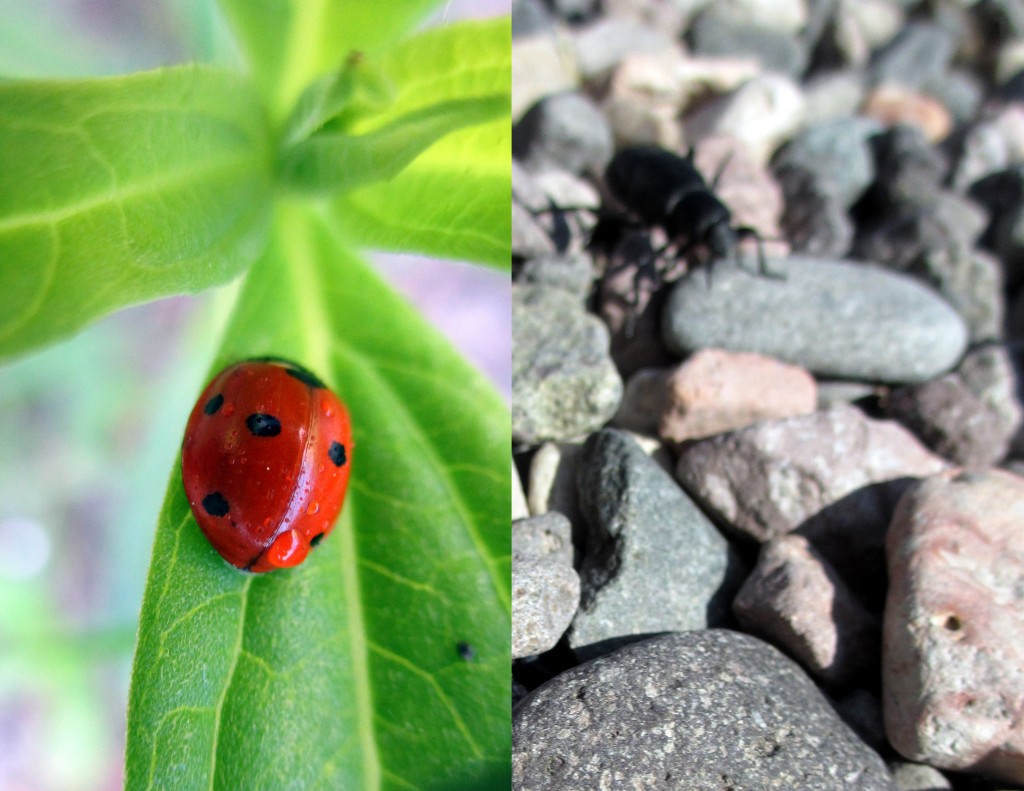 Tiny creatures whose perspective is always different than ours. 